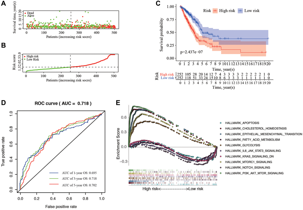 Correlation between the risk score and overall survival. (A, B) Distribution of risk score and patient survival status of LUAD. (C) The Kaplan–Meier curve demonstrates that patients in the high-risk group have a poorer prognosis. (D) Time-dependent ROC curve of 1-, 3-, and 5-year analysis for survival prediction by the risk score. (E) Hallmark analysis of Gene Set Enrichment Analysis (GSEA) in high-risk and low-risk groups.