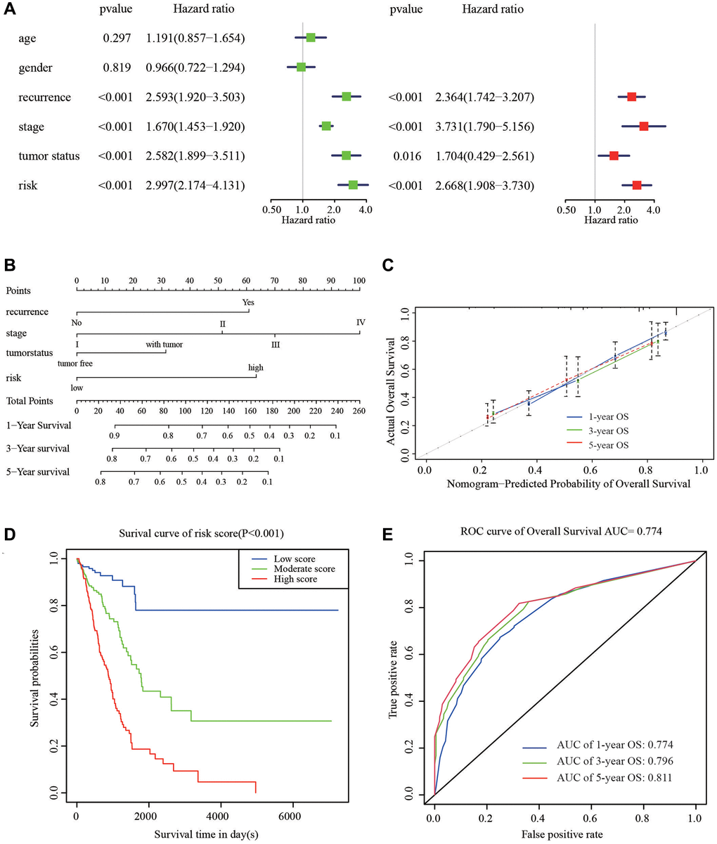 Nomogram to predict the probability of patients with LUAD. (A) Univariate and multivariate regression analyses of the prognostic value of clinicopathological features. (B) The nomogram to predict 1-, 3-, or 5-year OS in the LUAD patients. (C) The calibration plots for predicting patient 1-, 3-, or 5-year OS. (D) The Kaplan–Meier curves represent the survival probability of low, moderate, and high score group patients based on the nomogram. (E) The ROC curves of the nomogram of 1-, 3-, and 5-year survival.