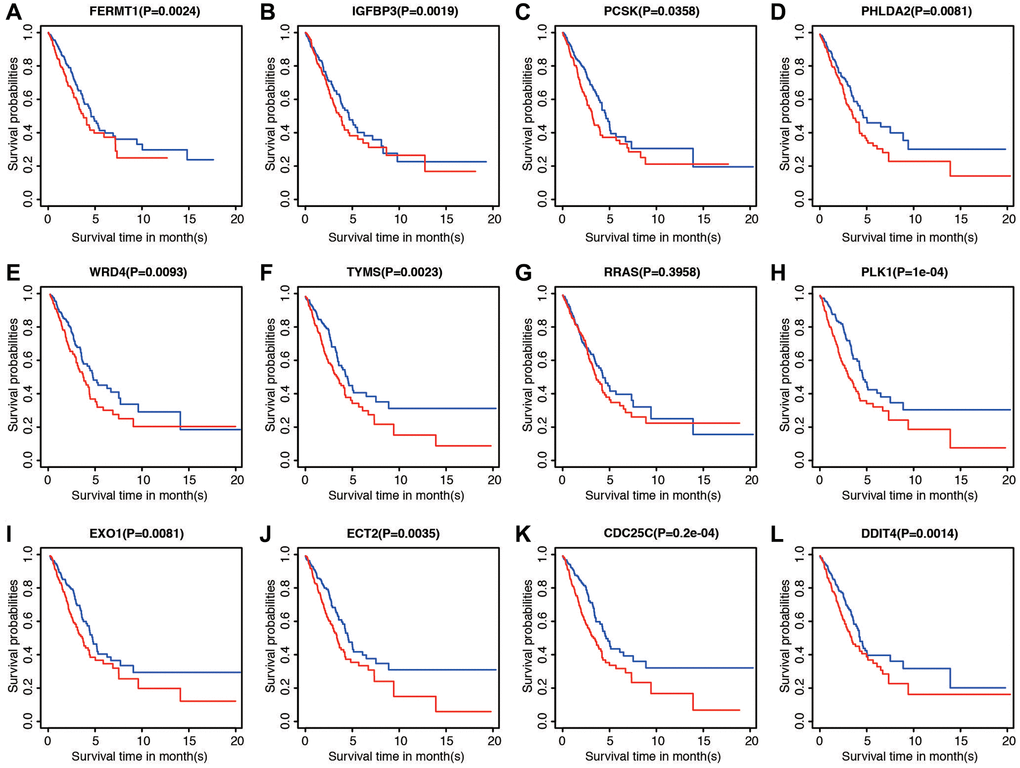 Prognostic significance of low and high expression of each of the 12 genes. (A) FERMT1. (B) IGFBP3. (C) PCSK. (D) PHLDA2. (E) WRD4. (F) TYMS. (G) RRAS. (H) PLK1. (I) EXO1. (J) ECT2. (K) CDC25C. (L) DDIT4.