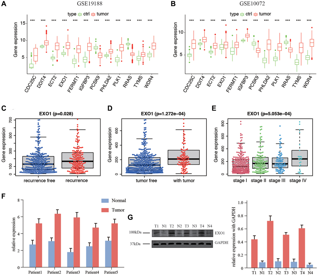 Expression of the 12 genes in database and in vitro validation of EXO1. (A) Gene expression in GSE19188 and (B) GSE10072. Expression of EXO1 in different (C) recurrence subgroups, (D) tumor status, and (E) stages. (F) Relative expression of EXO1 in tumor and normal tissues of 5 patients in our center for RNA level. (G) Protein level of EXO1 in patients in our center, and barplot shows its relative expression. N represents normal tissue, and T for tumor tissues.