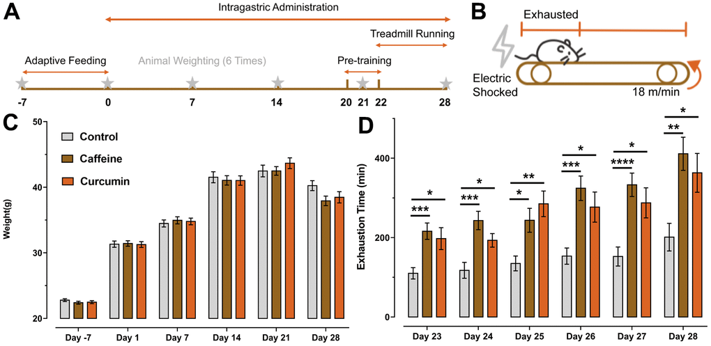 Schedule of experiment design and the results of treadmill test and body weight. (A) Arrangement of experimental design, after seven days of acclimatizing to the environment and weighing, the mice in the treatment group received 28 days of intragastric administration, during which they were weighed once a week. The treadmill test was carried out from d20 to d28, starting with a three-day pre-training period on d20, followed by a six-day formal experiment. (B) An illustration of the treadmill test, where the animal was moving at a speed of 18m/min on the track and was considered to have reached a state of exhaustion when it continued to move in the posterior third of the platform and received frequent electric shocks. (C) The results of body weight. On day -7(caffeine: p=0.432, curcumin: p=0.602), On day 1(caffeine: p=0.984, curcumin: p=0.996), On day 7(caffeine: p=0.804, curcumin: p=0.910), On day 14(caffeine: p=0.902, curcumin: p=0.892), On day 21(caffeine: p>0.999, curcumin: p=0.597), On day 28(caffeine: p=0.082, curcumin: p=0.277) compared to the control group. No significant differences could be observed in the time×column factor [F(10, 285) = 1.593, p=0.108] and the column factor [F(2, 57) = 0.237, p=0.790], but the time factor [F(2.290, 130.5) = 712.0, pD) Exhaustion time of the mice in the curcumin group and caffeine group (control group: n=22, dosed groups: n=19).