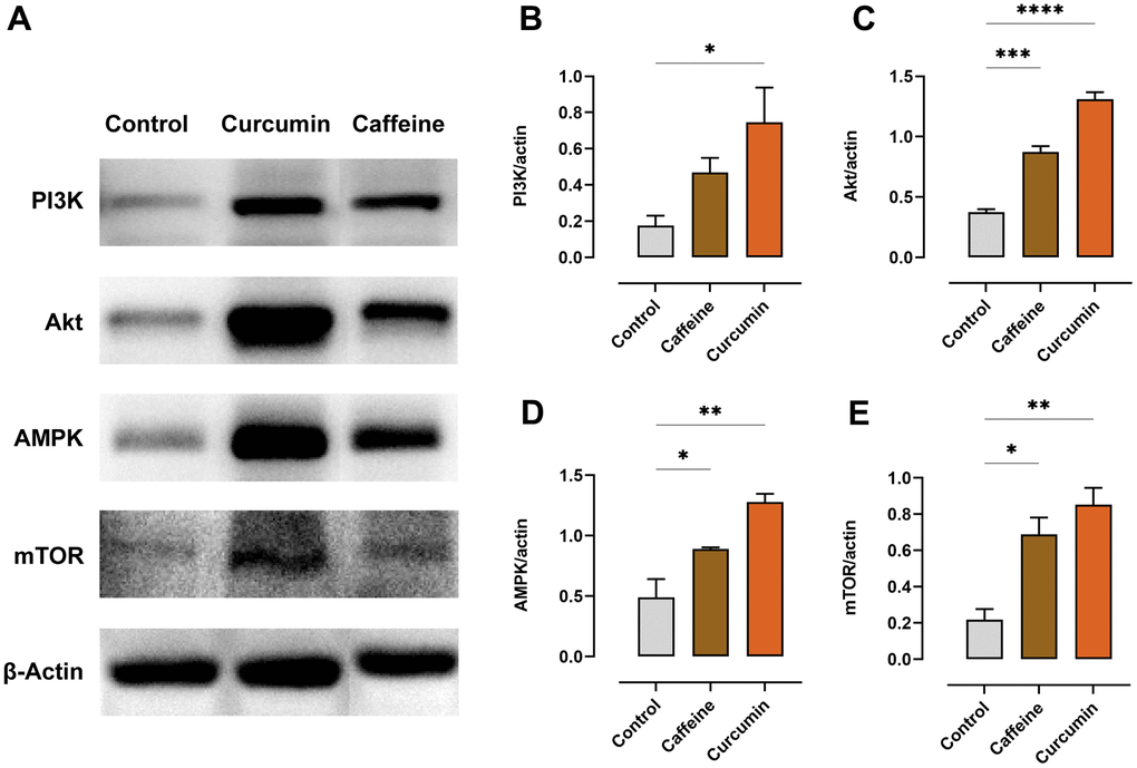 Curcumin regulates the expression of the proteins in the PI3K/Akt/AMPK/mTOR pathway in the quadriceps of the exhausted mice (n=3). (A) Protein expressions were detected via WB. The images were shown after stitching, the original images can be found in the Supplementary Material. (B) The protein content of PI3K. (C) The protein content of Akt. (D) The protein content of AMPK. (E) The protein content of mTOR. (*pppp