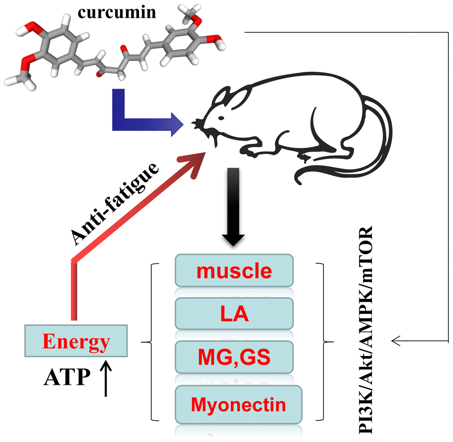 Schematic diagram of the anti-fatigue mechanism of curcumin.  Curcumin intervention was shown to improve energy metabolism and reduce the accumulation of metabolic waste by regulating AMPK and PI3k/AKT-mTOR. LA: lactic acid, MG: muscle glycogen, GS: glycogen synthase.