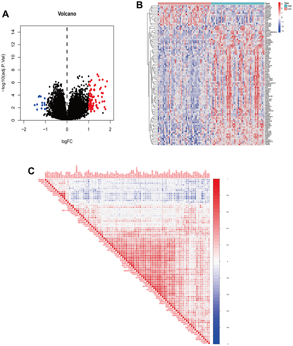 Visualization of DEGs and correlation analysis of ANXA1. (A) Volcano plot of DEGs. Red dots indicate upregulated genes, green dots indicate downregulated genes, and black dots indicate genes with insignificant differences. (B) Heatmap of DEGs. Red indicates high expression, blue indicates low expression, and white indicates moderate expression. (C) Correlation coefficient heatmap of DEGs. Red represents positive correlation and green represents negative correlation.