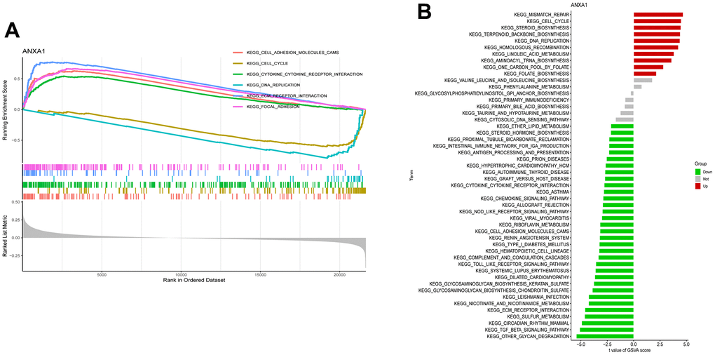 Single-gene gene set enrichment analysis (ssGSEA) and gene set variation analysis (ssGSVA) pathway analysis of ANXA1. (A) The top 6 underlying related KEGG enrichment pathways of ANXA1 through single-gene GSEA. (B) Results of single-gene GSVA analysis involving KEGG pathways.