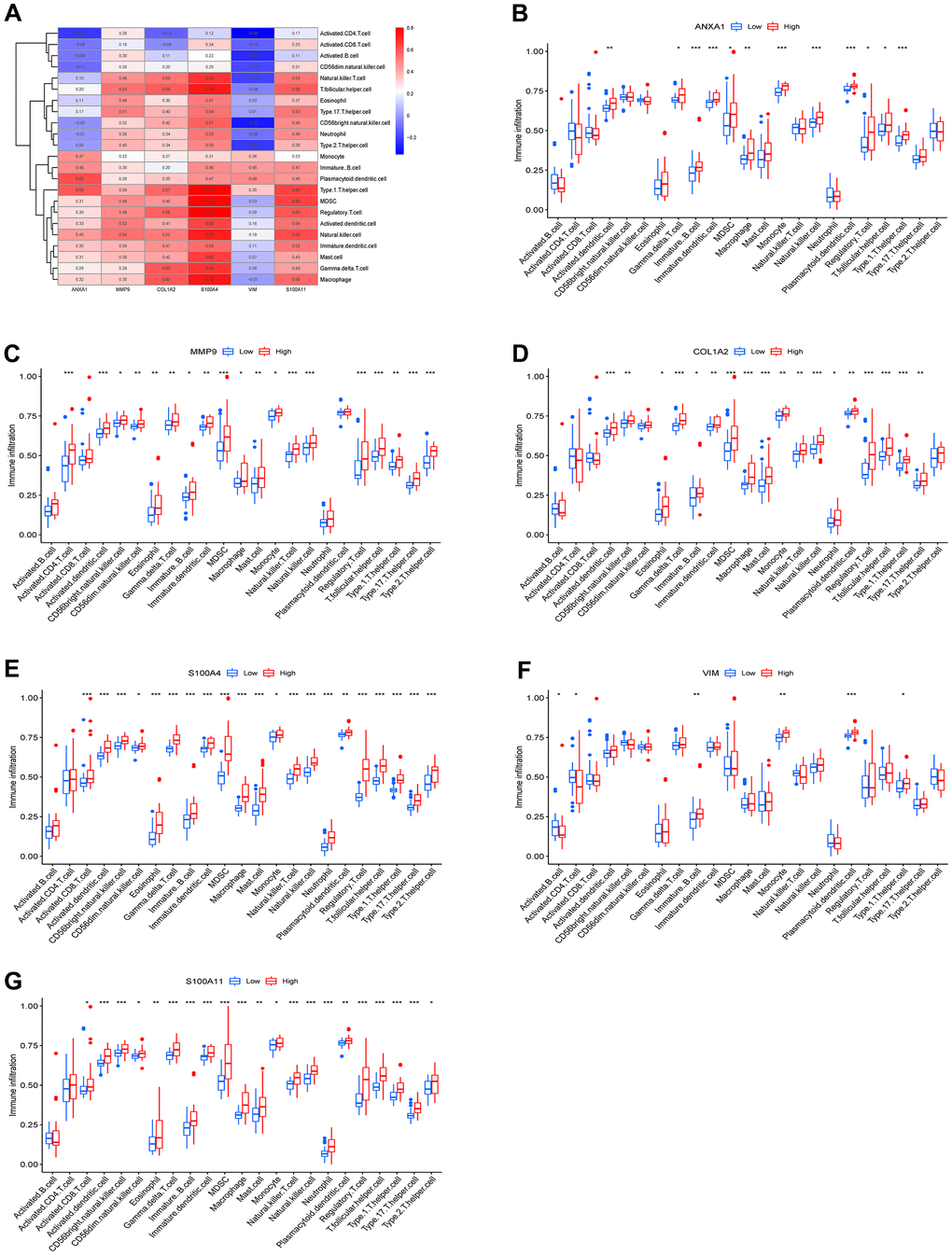 Immune infiltration results of the 6 hub genes. (A) Heatmap of the correlation between immunocyte abundance and 6 hub genes. Box diagram of immunocyte abundance in the ANXA1 (B), MMP9 (C), COL1A2 (D), S100A4 (E), VIM (F) and S100A11 (G) high- and low-expression groups.