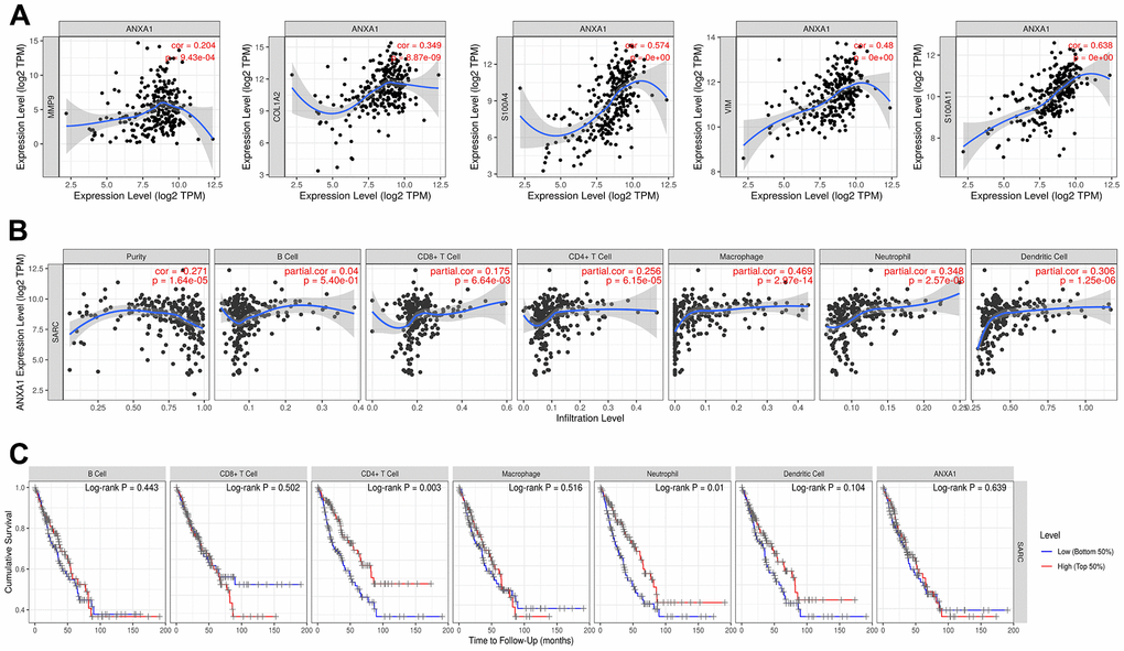 ANXA1 expression is correlated with 5 module genes and the level of immune infiltration in sarcoma. (A) ANXA1 expression is correlated with 5 module genes in sarcoma. (B) ANXA1 expression is correlated with the level of immune infiltration in sarcoma. (C) Kaplan–Meier plots of immune infiltration and ANXA1 expression levels in sarcoma.