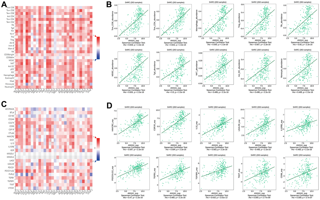 Correlation of ANXA1 expression with immune cells and immunoinhibitors in sarcoma. (A) Heatmap of the correlation between ANXA1 expression and TILs in sarcoma: red represents a positive correlation, blue represents a negative correlation. (B) ANXA1 expression was positively correlated with infiltrating abundance of tcm