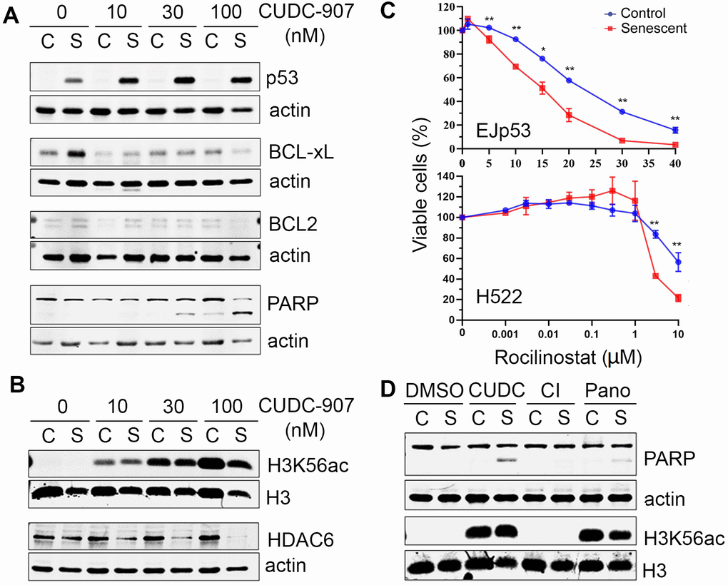 Mechanisms of cell death induced by CUDC-907 in senescent cells. (A, B) Representative Western blots of lysates of control (C) and senescent (S) EJp53 treated with different concentrations of CUDC-907 for 24h. Actin and H3 are used as a loading controls. (C) Cell viability of control and senescent EJp53 (top) and H522 (bottom) treated with different concentrations of rocilinostat for 72 hours. H522 were induced to senesce by exposure to 8 Gy of ionizing radiation and 6 days incubation. HCT116 were induced to senesce by exposure to 0.2 μM doxorubicin for 3 days. Values show mean ±SD of three independent experiments. (D) Representative Western blots of lysates of proliferating (C) and senescent (S) EJp53 treated with DMSO (control), 0.03 μM CUDC-907, 0.03 μM CI-994 (CI) or 0.03 μM panobinostat (Pano) for 24h. Actin and H3 are used as loading controls.