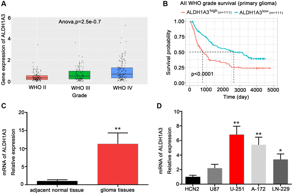 ALDH1A3 was highly expressed in high-grade glioma. (A) ALDH1A3 expression in different WHO grades of glioma based on the CGGA database. (B) The Kaplan-Meier analysis of the CGGA database revealed that glioma patients with increased ALDH1A3 expression had a lower overall survival rate. (C) ALDH1A3 was highly enriched in glioma tissue compared with adjacent normal tissue. (D) Elevated expression of ALDH1A3 was observed in GBM cell lines compared to human cortical neurons (HCN2). *p **p 