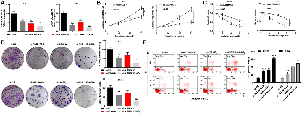 Knockdown of ALDH1A3 enhanced radiosensitivity in GBM cell lines. (A) The mRNA levels of ALDH1A3 decreased when GBM cells were transfected with siRNA. (B) The growth rate of GBM cells was reduced by transfection with si-ALDH1A3. (C) The colony formation assay showed a dramatic decrease in the survival rate of si-ALDH1A3 transfected GBM cells when exposed to different doses of irradiation (0 Gy, 2 Gy, 4 Gy and 6 Gy). (D) A significant decrease in cell colonies treated with si-ALDH1A3 and 6 Gy irradiation was observed compared with the control group in GBM cell lines. (E) The apoptosis rates of GBM cells increased significantly by silencing ALDH1A3 and exposure to 6 Gy irradiation. NC represents negative control. *p **p 