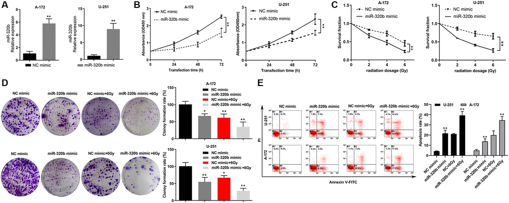 Overexpression of miR-320b suppressed cell proliferation and enhanced radiosensitivity in GBM cell lines. (A) The overexpression efficiency of miR-320b mimic was evaluated by qRT-PCR in GBM cells. (B) Overexpression of miR-320b attenuated cell proliferation in GBM cell lines. (C) The colony formation assay revealed a significant decrease in the viability of GBM cells with miR-320b overexpression when exposed to irradiation doses of 0 Gy, 2 Gy, 4 Gy and 6 Gy. (D) A significant decrease of cell colonies was observed in GBM cells with miR-320b overexpression, particularly when exposed to 6 Gy irradiation. (E) The apoptosis rates of GBM cells were increased significantly by miR-320b overexpression and exposure to 6 Gy irradiation. NC represents negative control. *p **p 