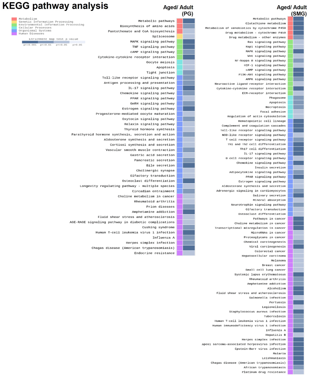 KEGG pathway analysis of DEGs derived from comparison of adult and aged salivary glands.