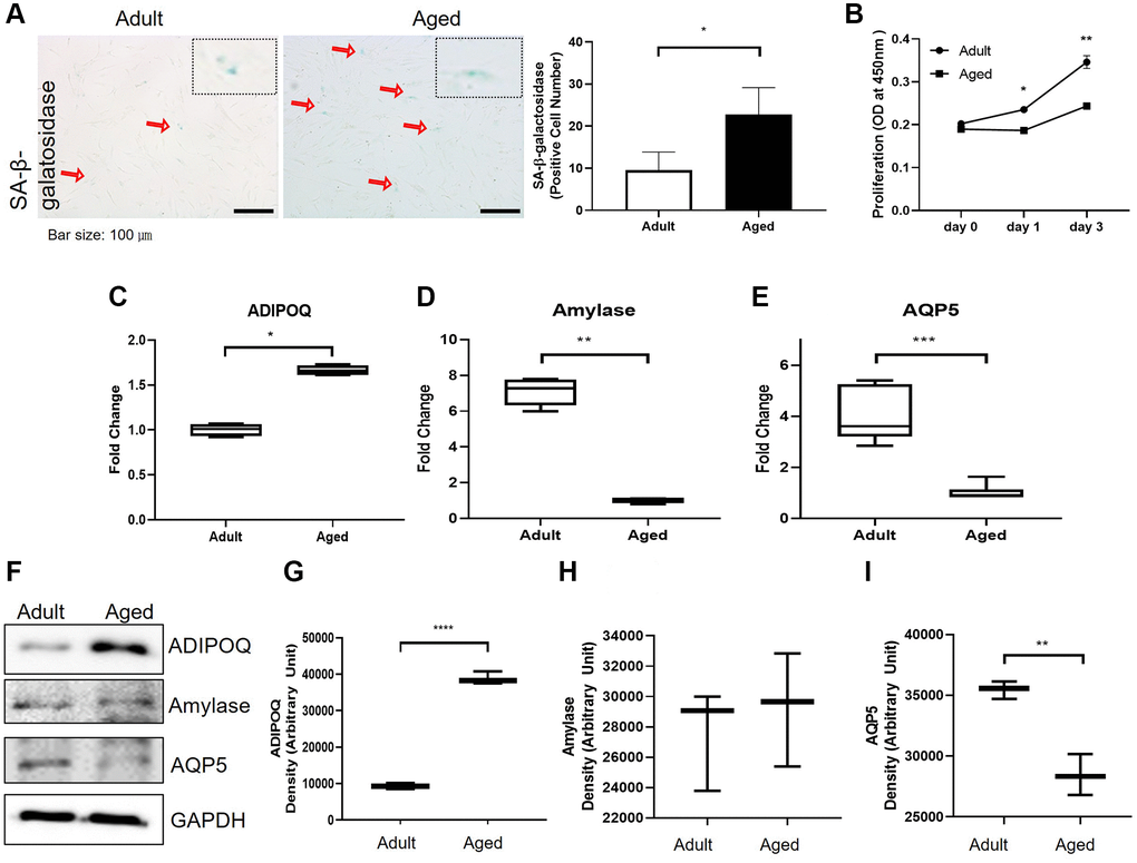 Cellular senescence and the expressions of aging-related functional proteins in primary cultured salivary gland (SG) cells. (A) β-Galactosidase stained adult and aged primary cultured SG cells. (B) The proliferation rate of adult and aged human SG cells. (C–E) The mRNA expressions of ADIPOQ, amylase, and AQP5 in adult and aged human parotid and submandibular gland tissues. (F–I) The protein expressions of ADIPOQ, amylase, and AQP5 in adult and aged human parotid and submandibular gland tissues. Results are presented as the mean ± SD and T-test was performed for statistical analysis, ***p **p *p 