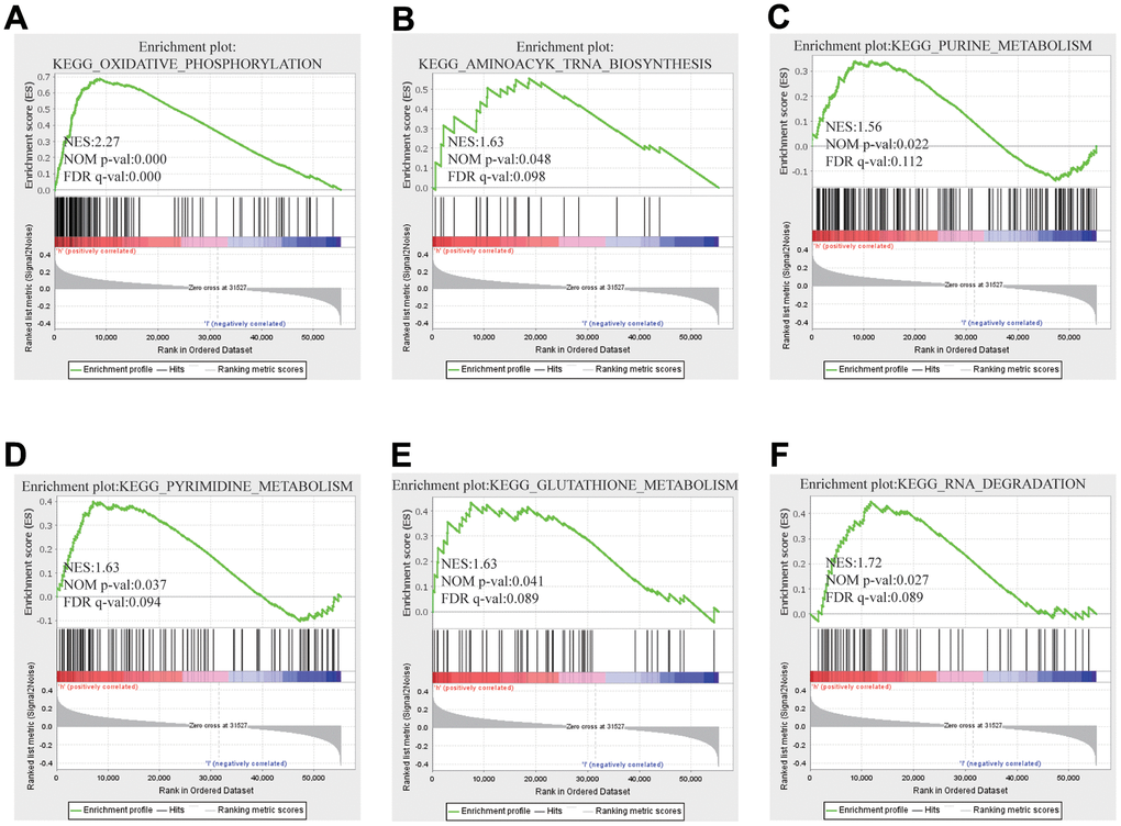 GSEA results showed differential enrichment of genes with high FARSB expression. GSEA was used to validate the gene signatures, including positive regulation of (A) oxidative phosphorylation, (B) aminoacyl tRNA biosynthesis (C) purine metabolism, (D) pyrimidine metabolism and (E) Gglutathione metabolism, (F) RNA RNA degradation.