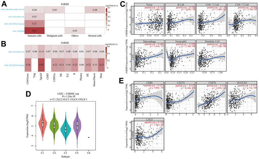 Associations between FARSB and immune infiltration in HCC. (A) FARSB expression in HCC tissues. (single-cell sequencing) (B) FARSB expression in immune cell in HCC. (single-cell sequencing) (C) FARSB expression in HCC tissues positively correlates with the tumor purity (r=0.113, P=3.48e-02) and infiltration levels of B cells (r=0.326, P=5.95e-10), CD8+ T cells (r=0.176, P=1.09e-03), CD4+ T cells (r=0.266, P=5.76e-07), Macrophages (r=0.388, P=1.01e-13), Neutrophils (r=0.299, P=1.56e-08), and DCs (r=0.287, P=7.18e-08) in HCC tissues. (D) Distribution of FARSB expression across immune subtypes in HCC (TISIDB). The different color plots represent the five immune subtypes (C1: wound healing; C2: IFN-gamma dominant; C3: inflammatory; C4: lymphocyte-depleted and C6: TGF-b dominant). (E) FARSB expression in HCC tissues significantly correlates with T cell checkpoints. (CD80 (r=0.323, P=7.85e-10), CD274 (r=0.147, P=6.16e-03), CD276 (r=0.434, P=2.67e-17), HAVCR2 (r=0.317, P=1.71e-09), LAG3 (r=0.138, P=1.01e-02), PDCD1 (r=0.237, P=8.41e-06)).