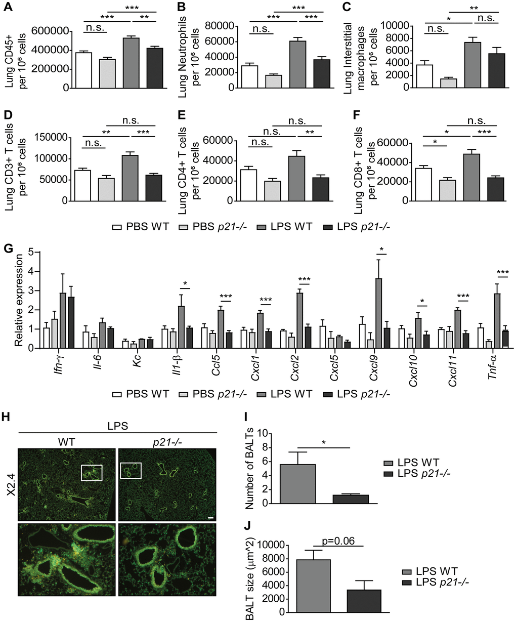 p21-/- decreases chronic inflammatory responses and iBALT formation caused by exposure to aerosolized LPS. WT and p21-/- mice were exposed to either PBS or aerosolized LPS (0.5 mg/ml), 3 times a week for 10 weeks. (A–F) At 48 hours following the last LPS exposure, whole lungs were dissociated into single cell suspensions and analyzed by flow cytometry to determine: (A) numbers of immune cells (CD45+), (B) numbers of neutrophils (CD45+/Ly6G+/CD11b+), (C) numbers of interstitial macrophages (CD45+/CD11c+/SiglecF-/CD11b+/CD24+), (D) numbers of CD3+ T cells (CD45+/CD3+), (E) numbers of CD4+ T cells (CD45+/CD3+/CD4+), and (F) numbers of CD8+ T cells (CD45+/CD3+/CD8+). (G) mRNA expression levels of the indicated SASP factors in the mice lungs. (H) Representative images of lungs stained for CD3+ (red) and B220 (green) depict accumulation of iBALTs in LPS exposed mice. Scale bar represents 200μm. (I, J) Numbers (I) and sizes (J) of iBALTs in the lungs of mice exposed to aerosolized LPS. Data information: Data were analyzed using one-way ANOVA, *PA–G), and by Student’s t-test, *pI, J). Data represent mean ±SEM (A–F, n=9-12; G, n=3-6; H–J; n=4-6 independent repeats).