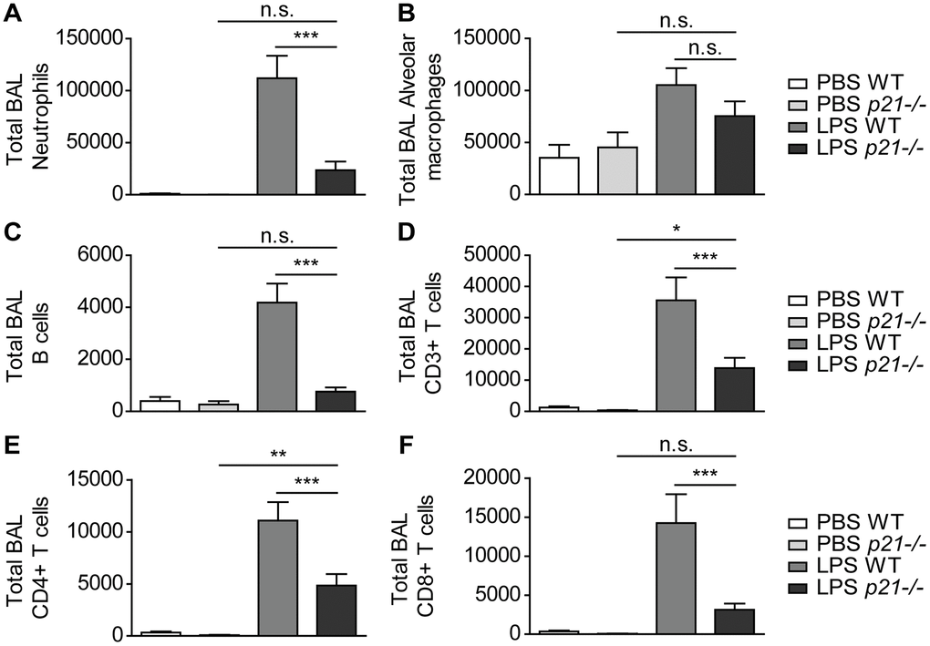 p21-/- protects lung airways from chronic inflammatory responses triggered by chronic LPS exposure. WT and p21-/- mice were exposed to either PBS or aerosolized LPS (0.5 mg/ml), 3 times a week for 10 weeks. (A–F) At 48 hours following the last LPS exposure BAL fluid was collected and flow cytometry was used to determine: (A) numbers of neutrophils (CD45+/Ly6G+/CD11b+), (B) numbers of alveolar macrophages (CD45+/CD11c+/SiglecF+), (C) numbers of B cells (CD45+/B220+), (D) numbers of CD3+ T cells (CD45+/CD3+), (E) numbers of CD4+ T cells (CD45+/CD3+/CD4+), and (F) numbers of CD8+ T cells (CD45+/CD3+/CD8+). Data information: Data were analyzed using one-way ANOVA. ***PA–F, n=8-11 independent repeats).