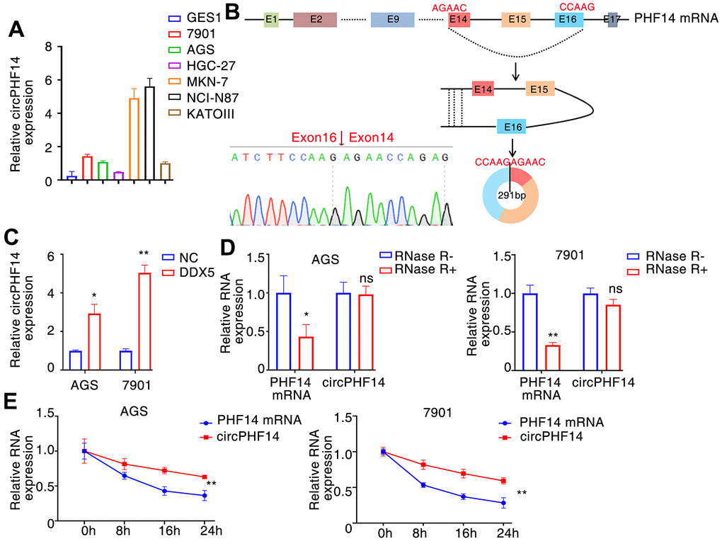DDX5 alters circPHF14 expression. (A) Endogenous circPHF14 expression levels in multiple gastric cancer cells by RT-PCR. (B) We confirmed circPHF14 was formed by circularization of exons 14, 15, 16 in the PHF14 mRNA by Sanger sequencing, and also determined its genomic size and sequence. (C) RT-PCR was performed in AGS or 7901 cells transfected with DDX5, and then relative expression of circPHF14 was detected by qPCR. (D, E) The relative expression of circPHF14 and PHF14 mRNA in AGS or 7901 cells was detected by RT-PCR after RNase R treatment for 30 min (D) or actinomycin D treatment for 0 h, 8 h, 16 h, and 24 h (E). Data are mean ± SD of three independent experiments. * P 