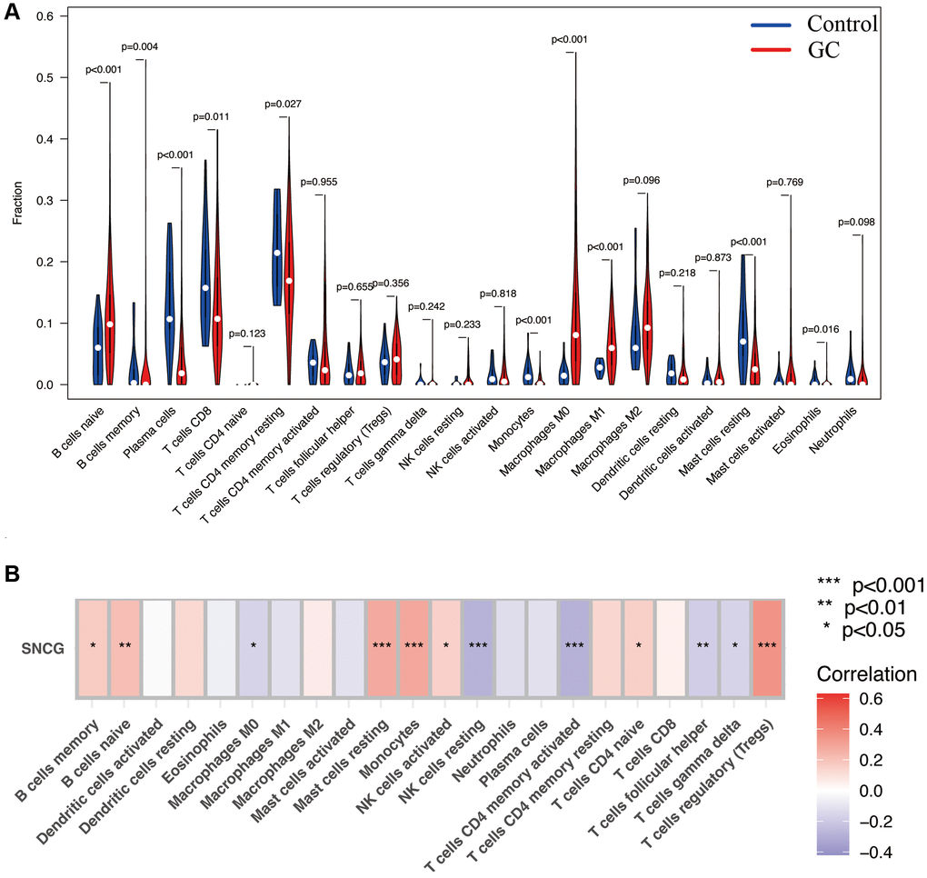 Immune infiltration analysis. (A) The proportion of 22 types of immune cells between normal control and GC samples. (B) Correlation heatmap depicting correlations between infiltrated immune cells and SNCG in GC.