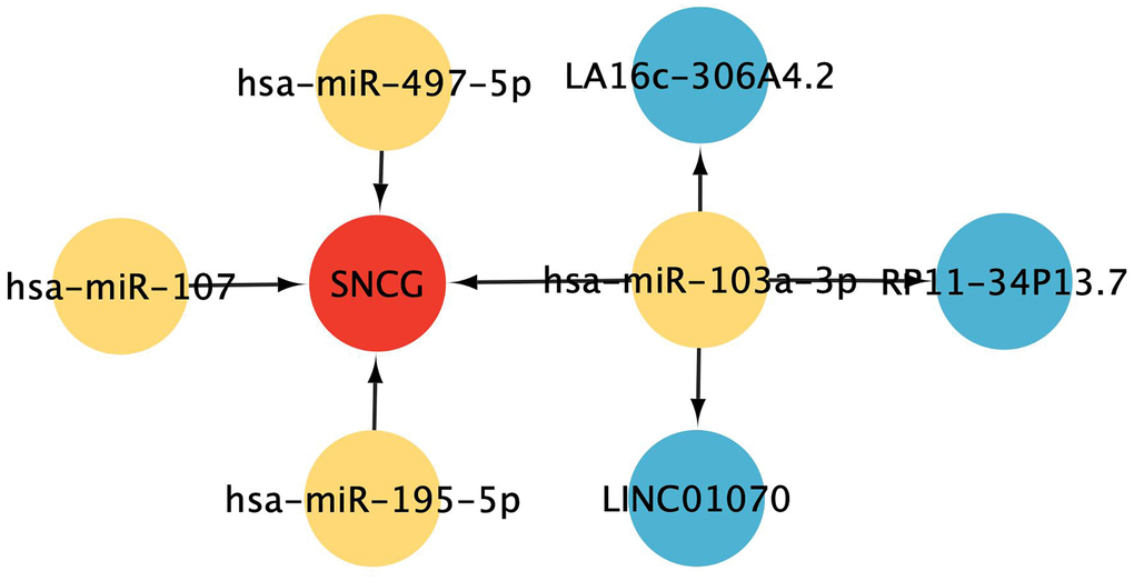 ceRNA interaction network construction. Red represents mRNAs, yellow represents miRNAs, and blue represents lncRNAs.