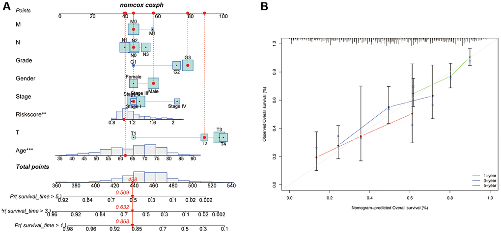 Development of a nomogram based on risk scores and clinical characteristics. (A) Nomograms to predict the overall survival of GC patients at 1-, 3-, and 5-year using data from TCGA. The red dashed line represented a sample of GC patient’s death probability by year 1, 3, and 5. (B) Calibration plot of the nomogram.