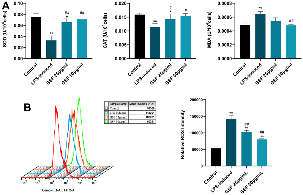 (A) Effects of GSF on SOD, CAT, and MDA levels in HT-22 cells. (B) ROS expression levels in HT-22 cells were detected by flow cytometry, and the relative ROS intensities were counted and displayed. *P