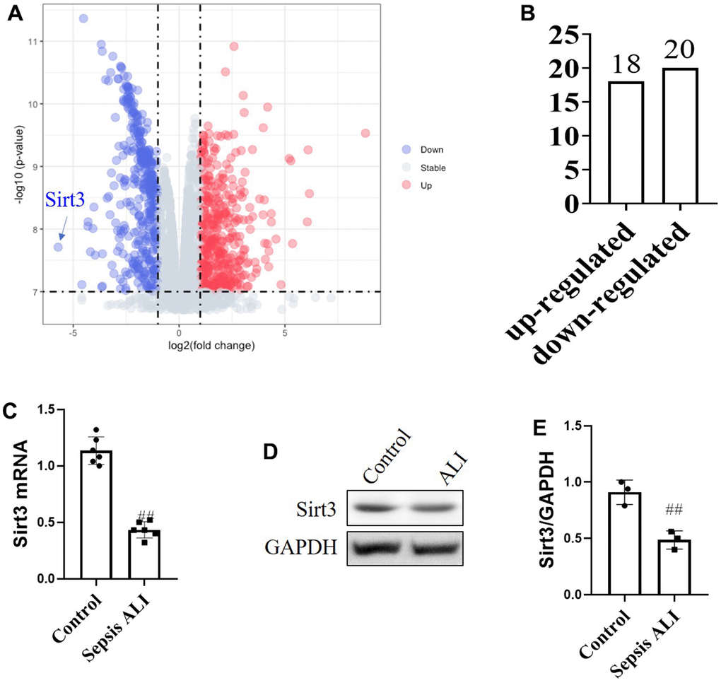 Proteomic analysis of protein differences in sepsis with acute lung injury. (A) Differential protein volcano map analysis; (B) Up and down regulation of protein; (C) mRNA levels of Sirt3; (D, E) protein levels of Sirt3. (N=6) All the data was presented as mean ± SD. Compared with control group: #P##P