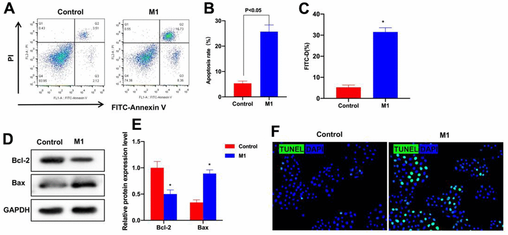 Th1 induced M1 cells can induce epithelial cell injury. (A, B) FCM was conducted to detect cell apoptosis (n=3). The cell apoptosis rate significantly increased in M1 group, higher than that of Control group. (C) FITC-D was adopted to detect the cell barrier permeability (n=3). M1 damaged the cell layer, increased the FITC-D level and enhanced the permeability. *PD, E) Protein detection (n=3). The expression of Bax increased, and that of Bcl-2 decreased, and the difference was significant compared with Control group. *PF) TUNEL staining (n=3). The positive cell number in M1 group significantly increased, higher than that of Control group.