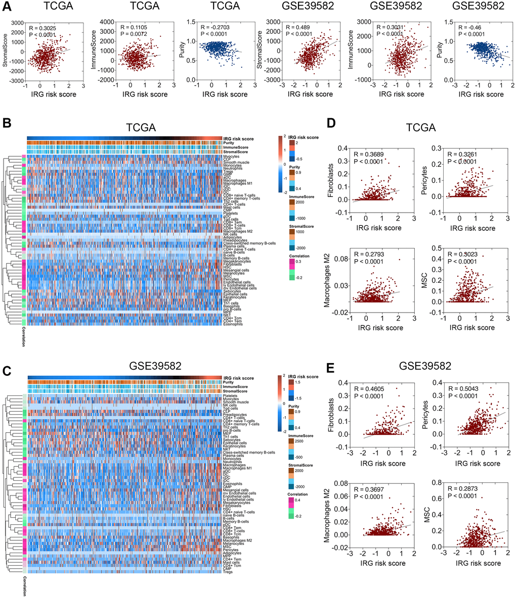 Relationship between the IRG risk score and the CRC microenvironment. (A) The IRG risk score was positively correlated with stromal score but negatively correlated with tumor purity in the TCGA and GSE 39582 datasets. (B, C) xCell analysis showed extreme enrichment of stromal and immune cells with high IRG risk scores. (D, E) IRG risk scores were positively correlated with fibroblasts, pericytes, M2 macrophages, and MSCs in the TCGA (D) and GSE39582 (E) datasets.