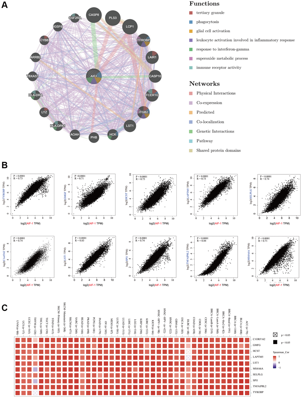 Enrichment analysis of AIF-1-related partners. (A) The GeneMANIA database showed the AIF-1-interacting gene network. The size of the node indicates the intensity of the connections. The internode connection lines represent gene-gene interactions, and the line color represents the types of interactions. The node color represents the possible functions of the respective genes. (B) The AIF-1-correlated genes in TCGA projects and the expression correlation between AIF-1 and the top 10 selected genes, including TYROBP, GMGF, LAPTM5, SELPLG, C1orf162, LST1, SPI1, TNFAIP8L2, and MS4A6A, were analyzed. (C) The corresponding heatmap data in the exact cancer types are displayed.