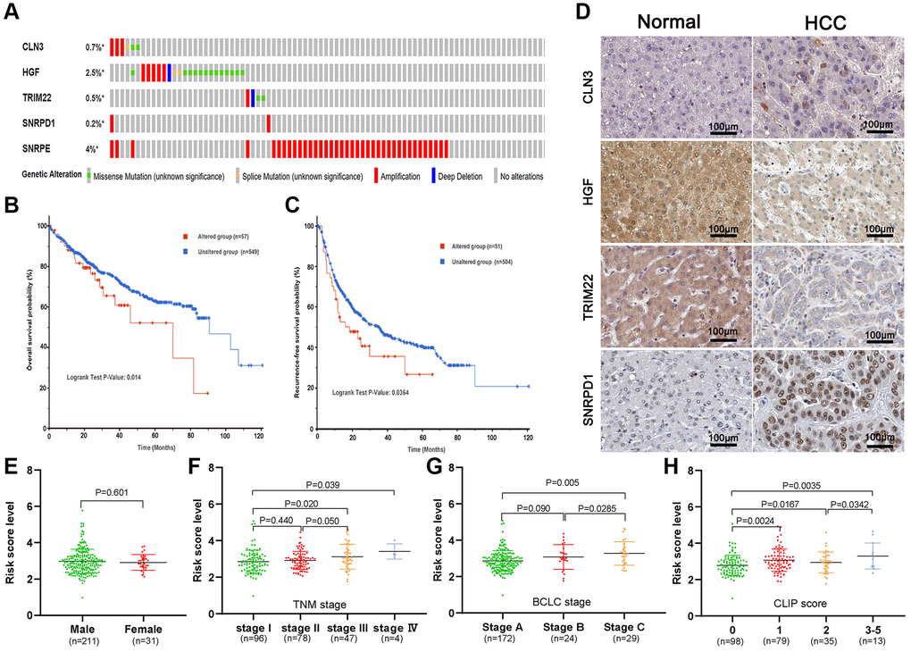 Genetic alteration and protein expression analysis of five-gene signature in HCC. (A) The summary of genetic alterations of the five-gene signature in the cBioPortal database. (B, C) The genetic alteration of five-gene signature correlated with poor overall survival probability (B) and recurrence-free probability (C). (D) The representative protein expression of the CLN3, HGF, TRIM22, and SNRPD1 in HCC and non-HCC tissues. (E–H) Association of the risk score with gender (E), TNM stage (F), BCLC stage (G), and CLIP score (H).