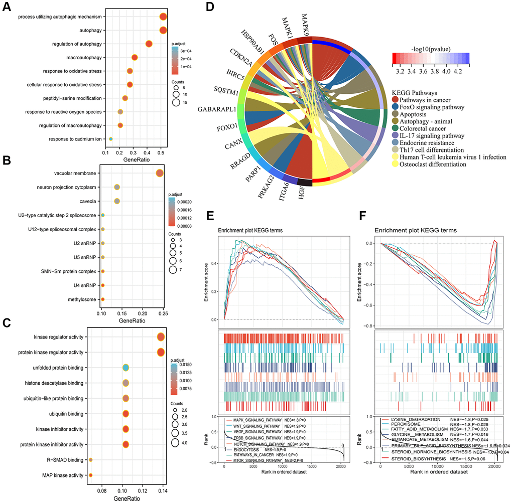 Functional analysis of GO, KEGG, and GSEA. (A–D) The 29 autophagy-related differentially expressed genes were mainly enriched in the biological process (A), cellular component (B), molecular function (C), and KEGG pathway (D). (E, F) Identification of significant signaling pathway enriched in the high-risk group (E) and low-risk group (F) by GSEA.