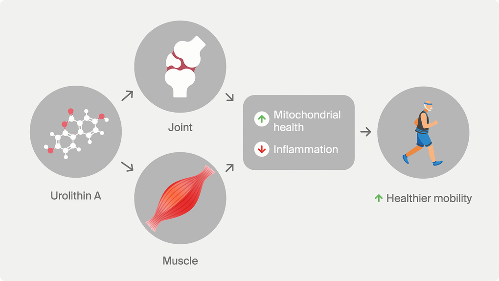 Impact of Urolithin A on healthy mobility. Several preclinical and clinical works indicate Urolithin A’s potential to improve mobility through a combined effect on joint and muscle tissues. Mechanistically, the beneficial effect on Urolithin A on healthy mobility is associated with increased biomarkers of mitochondrial health and reduced biomarkers of inflammation.