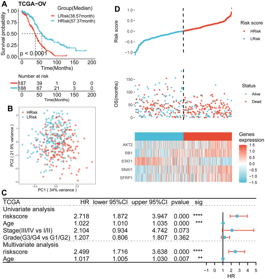 Survival analysis and prognostic values of the 5-gene signature model in the TCGA discovery cohort. (A) Kaplan-Meier curves for the OS of patients between the HRisk and LRisk group (Log-rank test, pB) PCA plot of patients in different groups. (C) Results of the univariate and multivariate Cox regression analyses regarding OS in the TCGA cohort. (D) The distribution of the risk scores. The distributions of OS status, OS and risk score in the TCGA cohort. Heatmap plot for mRNA expression of 5 genes between the HRisk and LRisk group. Expression values were z-score transformed.