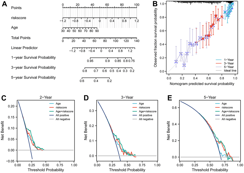 Nomograms for predicting the probability of patient mortality based on risk score and clinical variables in TCGA cohort. (A) Nomograms plots of TCGA cohort. (B) Plots depict calibration of nomograms based on riskscore in terms of agreement between predicted and observed 1-year, 3-year, and 5-year outcomes in TCGA cohorts. Nomogram performance is shown by the plot, relative to the 45-degree line, which represents the ideal prediction. (C–E) Decision curve analyses of the nomograms based on OS in TCGA cohort for 1-year, 3-year, and 5-year risk.