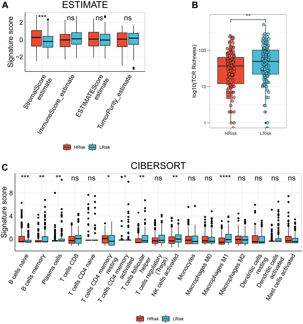 The correlation between the signature and TIME in TCGA cohort. (A) Comparison of StromalScore, ImmuneScore, ESTIMATEScore and TumorPurity between the HRisk and LRrisk patients. (B) Comparison of TCR richness between the HRisk and LRrisk patients. (C) Boxplots depicting the CIBERSORT scores of 22 immune cells of the HRisk patients compared to LRrisk patients. (Wilcoxon test, Adjusted P values were showed as: ns, not significant; *, pp p 