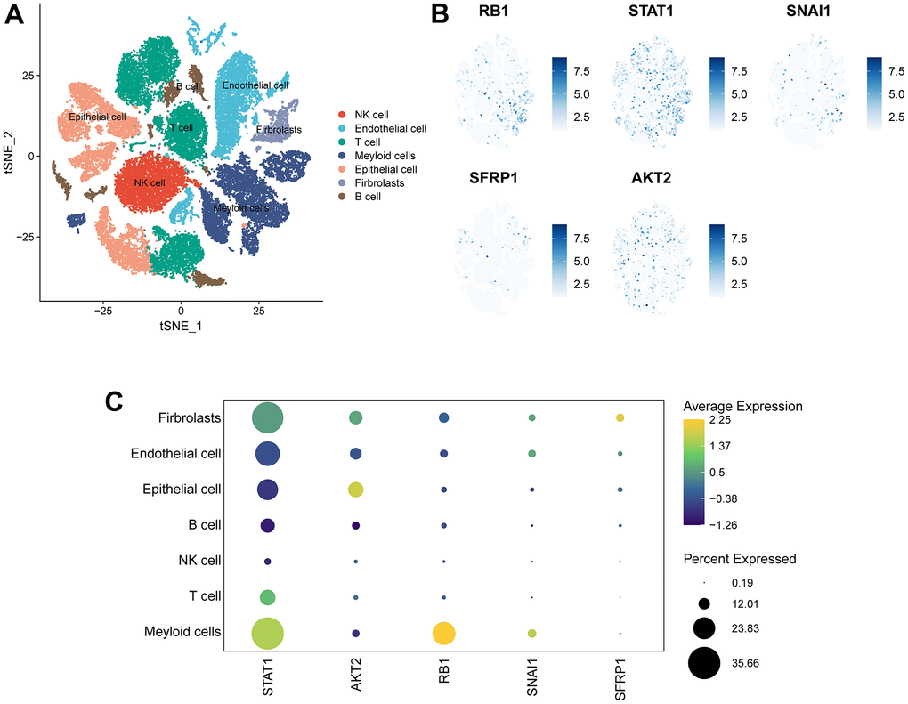 Expression of 5 signature genes in OV TME-associated cells. (A) TSNE visualization of 43,057 single cells, color-coded by cell type. (B) Feature plots depicting the expressions of 5 signature genes (RB1, SNAI1, STAT1, SFRP1, AKT2) in all cell types. (C) Dotplot showing the percentages and expressions of 5 signature genes (RB1, SNAI1, STAT1, SFRP1, AKT2) among all cell types.