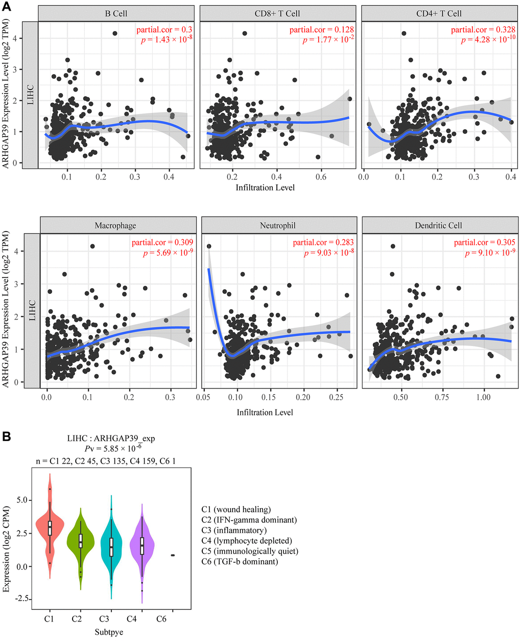 Correlations of ARHGAP39 expression with immune infiltration level. (A) ARHGAP39 expression is positively related to infiltrating levels of B cells, CD8 + T cells, CD4 + T cells, Macrophage, Neutrophils, and Dendritic Cells in HCC. (B) Expression of ARHGAP39 in distinct immune subtypes.