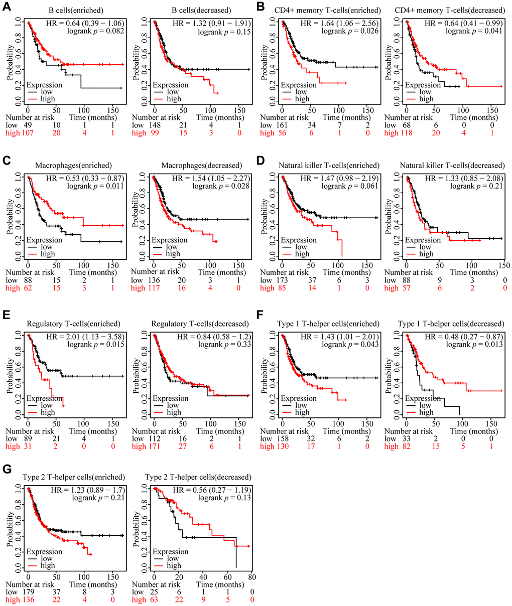 Relationships between ARHGAP39 of different immune cell subgroups and prognoses in HCC. (A) B cells. (B) CD4+ memory T-cells. (C) Macrophages. (D) Natural killer T-cells. (E) Regulatory T-cells. (F) Type 1 T-helper cells. (G) Type 2 T-helper cells.