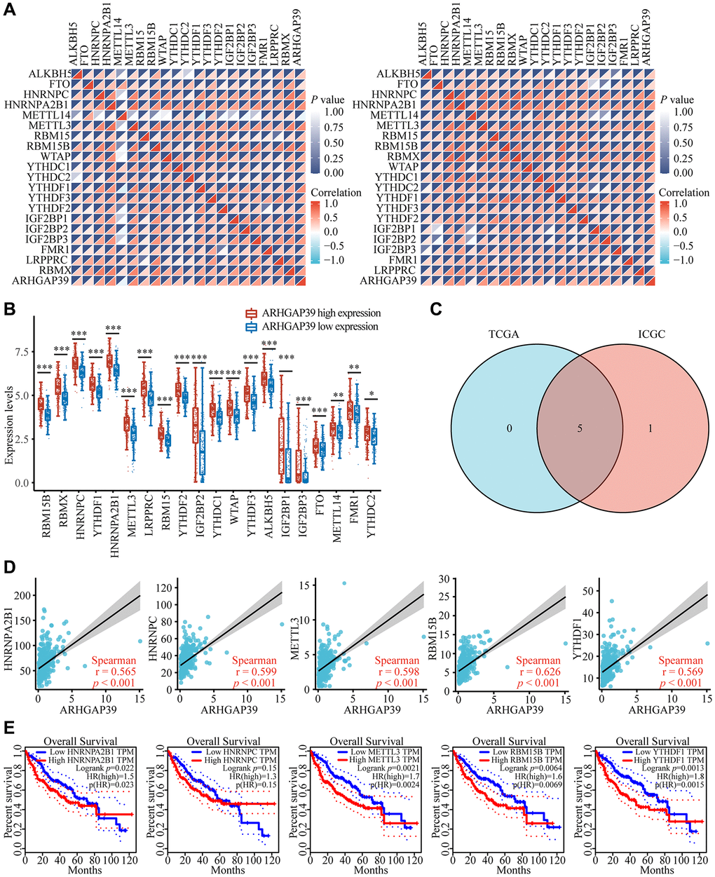 Corrections of ARHGAP39 expression with m6A modification in HCC. (A) The correlation between ARHGAP39 expression and the expression of m6A modified genes was investigated by the Spearman statistical method using the TCGA and ICGC databases. (B) Distinct m6A-related gene expression in HCC patients with different expressions of ARHGAP39. (C) Five genes were found in the intersection between the TCGA and ICGC databases. (D) The correlation between ARHGAP39 and m6A modified genes were analyzed by the scatter plot. (E) The overall survival of HCC patients was separated into two groups of high and low expression of these five m6A related genes. *p **p ***p 