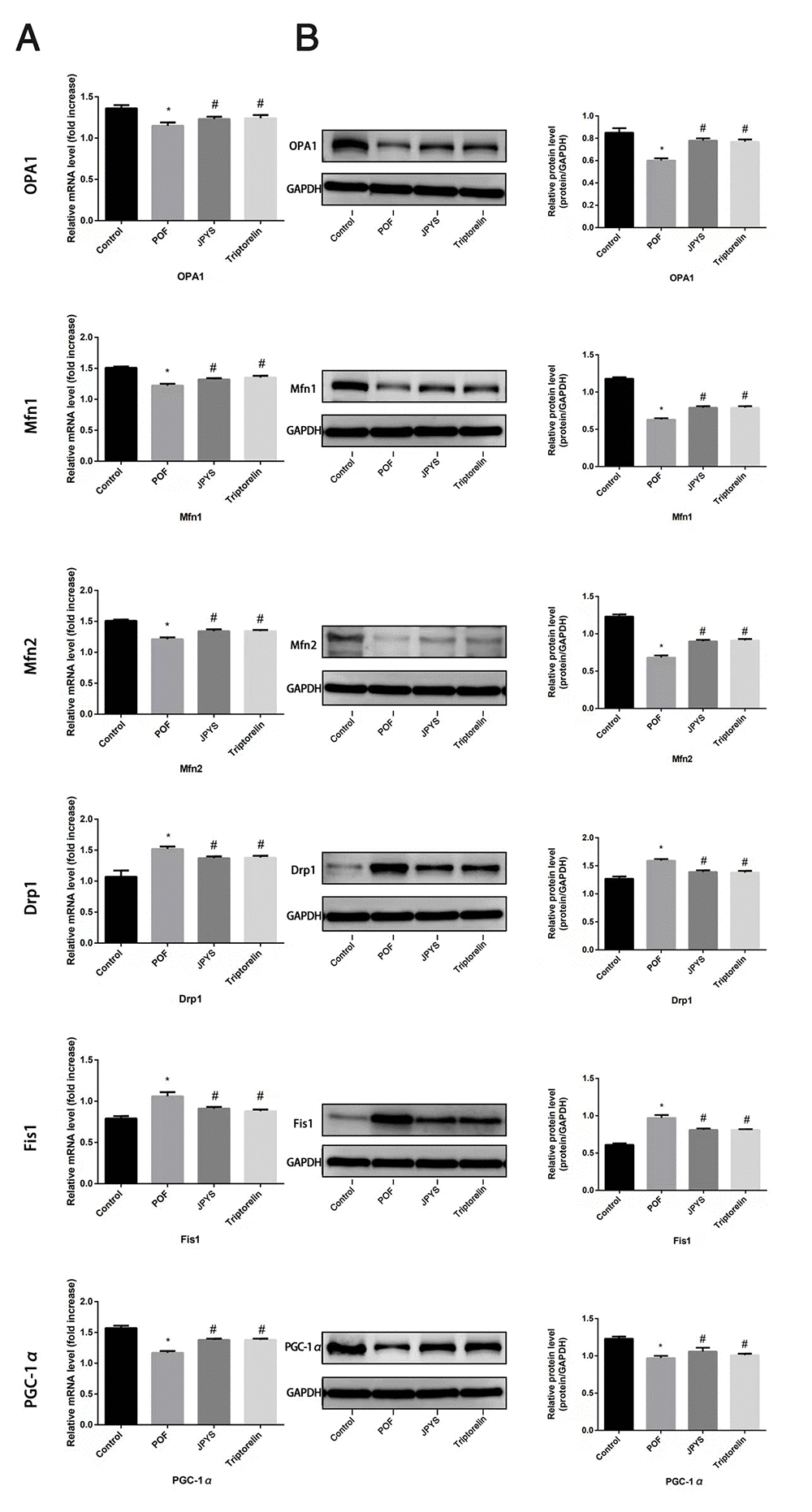 JPYS improved mitochondrial biogenesis and dynamics in premature ovarian failure (POF) rats. Rats were treated with JPYS (11.0 g/kg.d) and pre-treated with triptorelin (1.5 mg/kg) followed by intraperitoneally injected cyclophosphamide (50 mg/kg). We used real-time qPCR and western blot to detect mitochondrial biogenesis and dynamics. We chose OPA1, Mfn1, and Mfn2 to represent mitochondrial biogenesis function, and PGC-1α to represent the dynamic mitochondrial fusion, and Drp1 and Fis1 to represent mitochondrial ﬁssion. The expression of OPA1, Mfn1, Mfn2, PGC-1α, Drp1, and Fis1 in mRNA (A) and protein (B) levels. Data are shown as mean ± SD. *p #p △p 