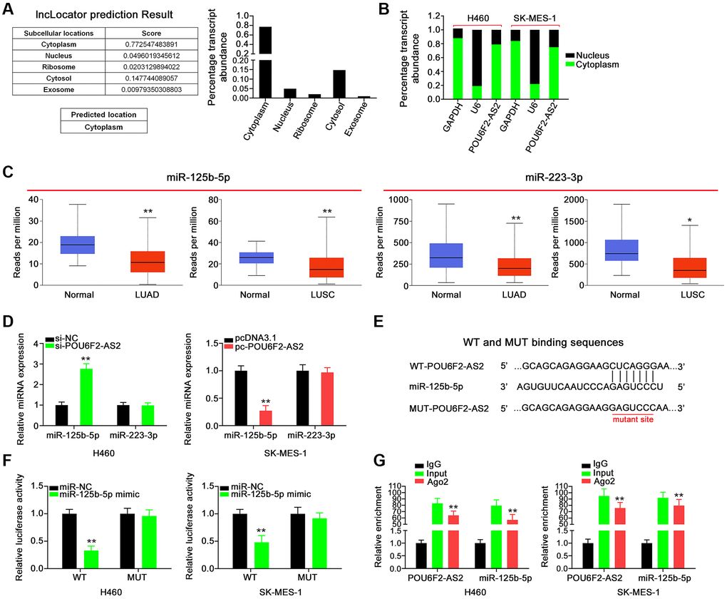 POU6F2-AS2 executes as a miR-125b-5p sponge in NSCLC. (A) The location of POU6F2-AS2 predicted by lncLocator. (B) The detection of the POU6F2-AS2’s subcellular location by nuclear–cytoplasmic fractionation assay. (C) Expression of miR-125b-5p and miR-223-3p in LUAD and LUSC samples from TCGA database. *P **P D) Expression of the aforementioned candidates in NSCLC cells after disturbing POU6F2-AS2 level. **P E) The binding sequences between POU6F2-AS2 and miR-125b-5p. (F) Luciferase activity induced by WT-POU6F2-AS2 or MUT-POU6F2-AS2 was examined in NSCLC after miR-NC or miR-125b-5p mimic transfection. **P G) RIP experiment corroborated the interaction between POU6F2-AS2 and miR-125b-5p. **P 