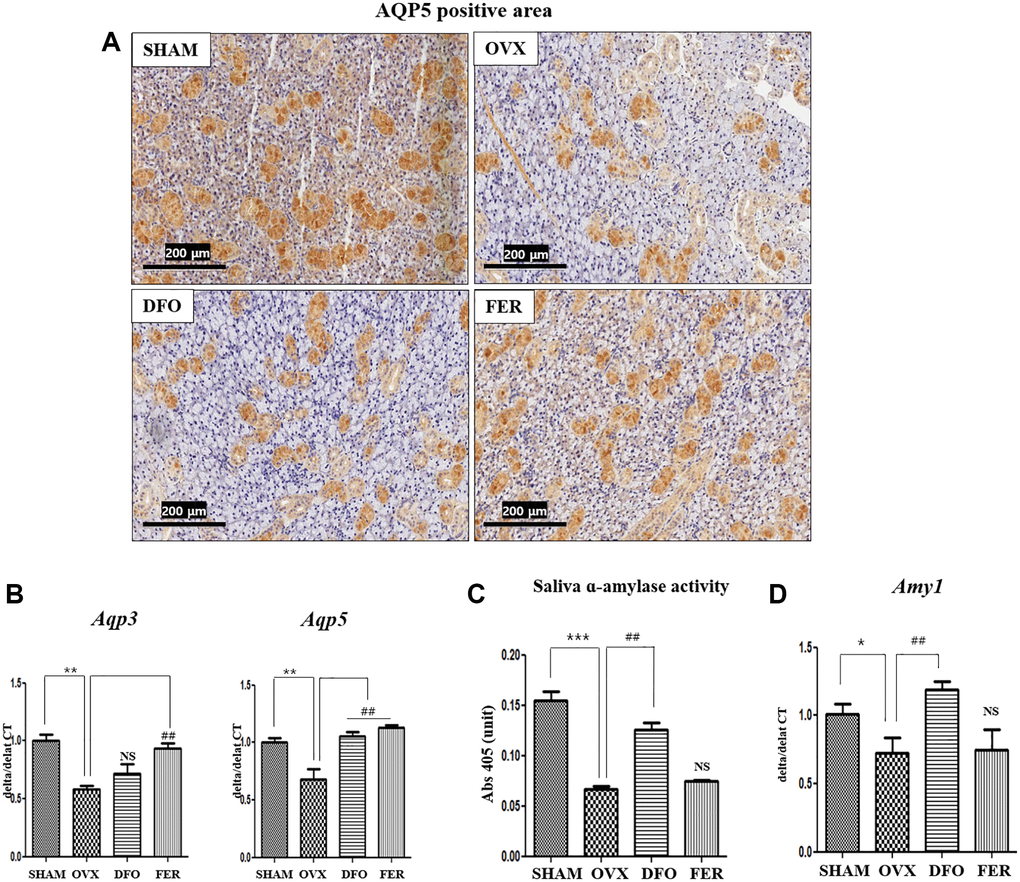 Aquaporin and amylase in the submandibular gland. (A) Immunohistochemical assessment of AQP5 expression. The brown staining reflects AQP5 expression. The expression AQP5 was lower in the OVX group than in the SHAM group and increased in both the DFO and FER groups compared with that in the OVX group. (B) Expression of Aqp3 and Aqp5 mRNAs. The expression of Aqp3 mRNA was increased in the FER group compared to the OVX group (p Aqp5 mRNA was increased in both the DFO and FER groups compared to the OVX group (p C) Salivary α-amylase activity and (D) expression of Amy1 mRNA. Salivary α-amylase activity and Amy1 mRNA expression were also significantly increased in the DFO group compared to the OVX group, but there was no difference in the FER group. Two-way ANOVA was performed. *p **p ***p ##p 