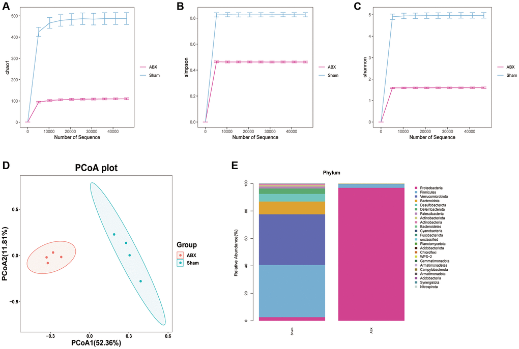 The change of community structure of gut microbiota after ABX treatment. (A–C) The α-diversity of gut microbiota is represented by Chao1, Simpson, and Shannon index in pre-ABX and ABX group mice. (D) The β-diversity of gut bacterial was represented by PCoA analysis between two groups. (E) The bar chart of most differentially abundant features at the Phylum level of gut microbiota in pre-ABX and ABX group mice. (n = 4 per group).