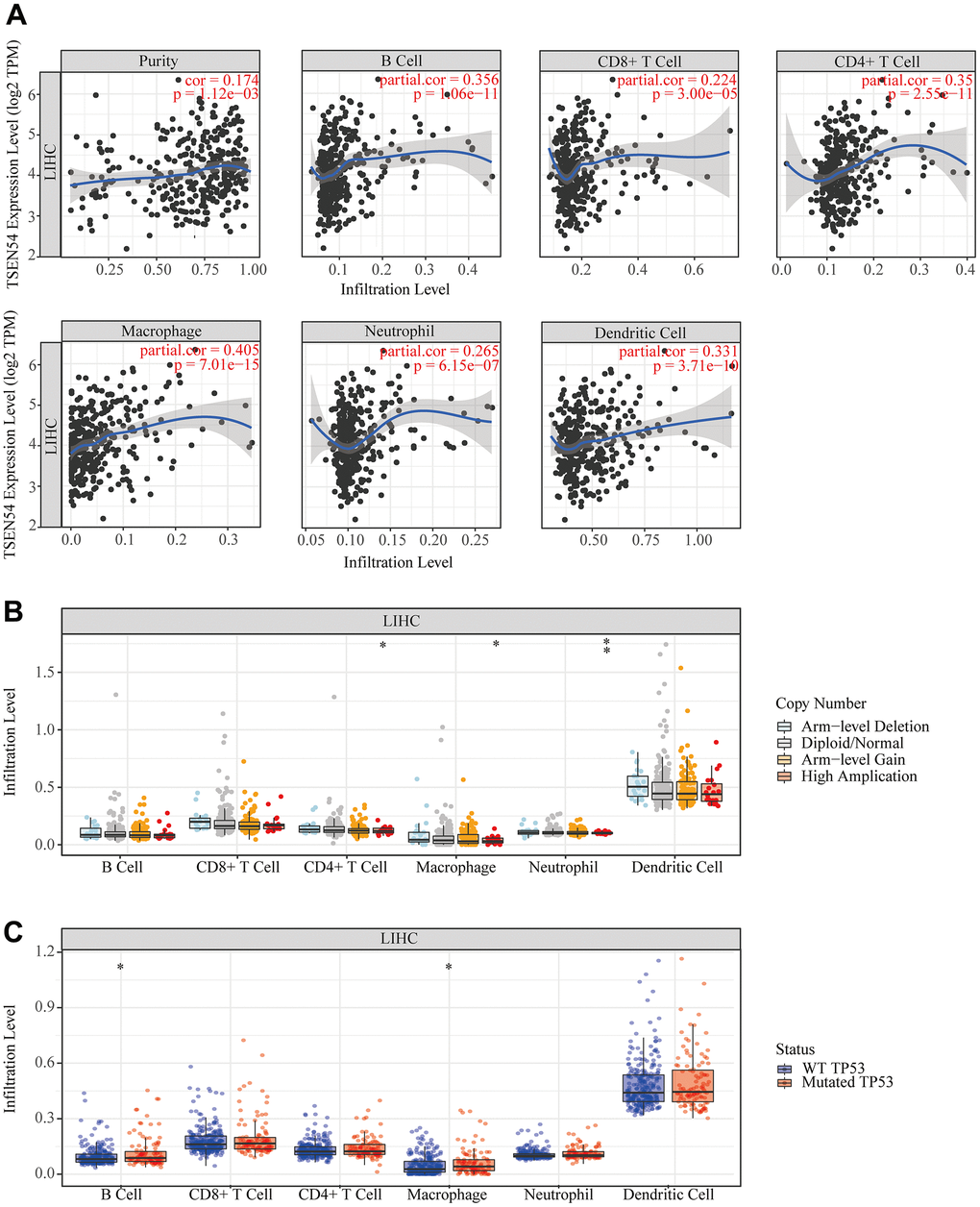 The relationship between TSEN54 expression and immune infiltration in hepatocellular carcinoma. (A) The correlation between the immune cell infiltration level and the expression of TSEN54. (B) The connection between the CNV of TSEN54 and the immune cell infiltration level. (C) The relation between the TP53 mutation status and the immune cell infiltration level.