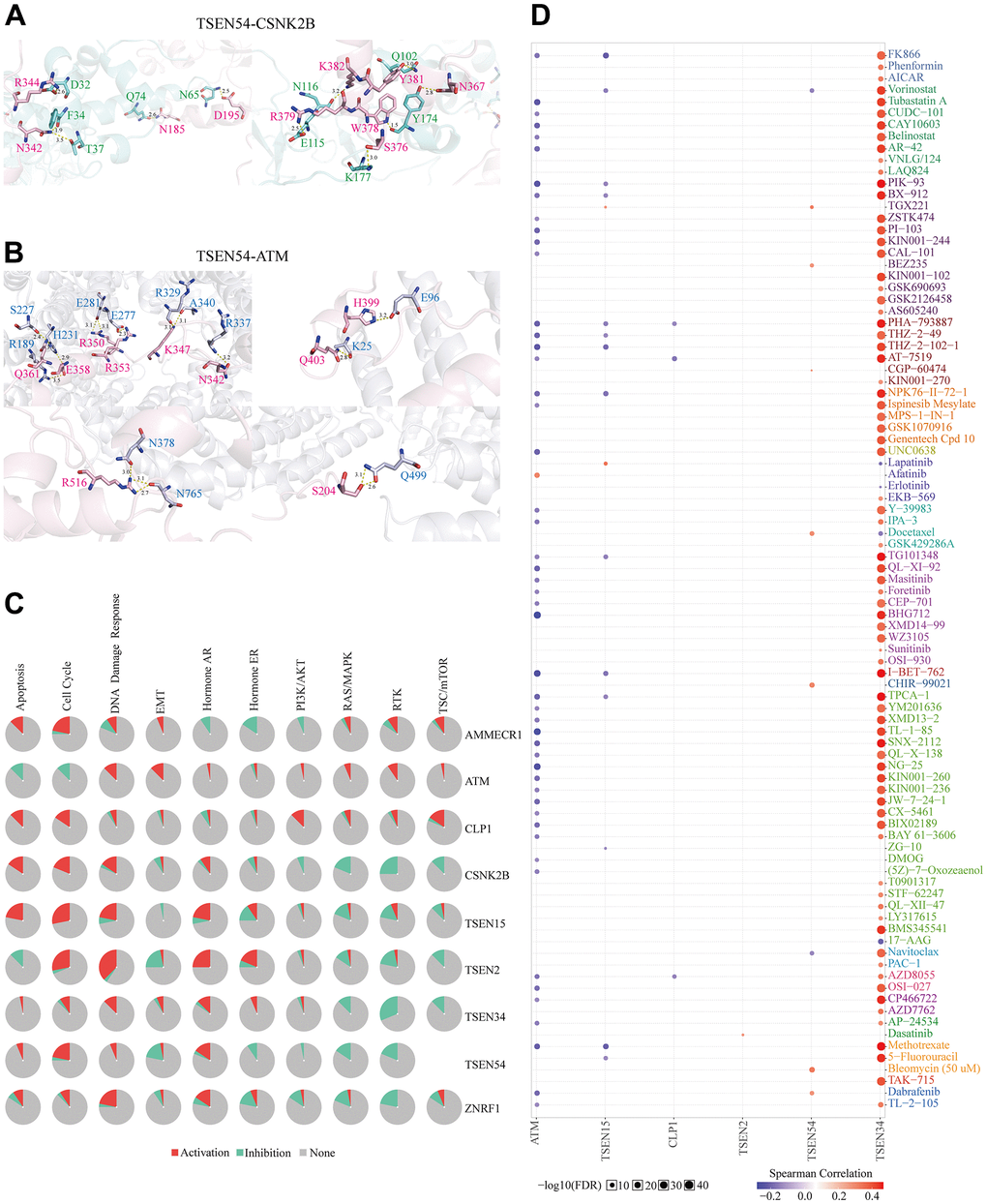 Analysis of the docking structures, pathways, and drug sensitivity of TSEN54 and its interacting genes. Detailed interaction structures between (A) TSEN54 and CSNK2B and (B) TSEN54 and ATM. The key residues of TSEN54 are shown in light pink, CSNK2B in aquamarine, and ATM in blue-white. The hydrogen bonds are shown as yellow dashed lines and the distance between two atoms is marked. (C) Cancer-related pathways of TSEN54 and its interacting genes are presented in the form of a global percentage. (D) Drug susceptibility analysis of TSEN54 and its interacting genes based on the GDSC database is presented as a bubble chart.