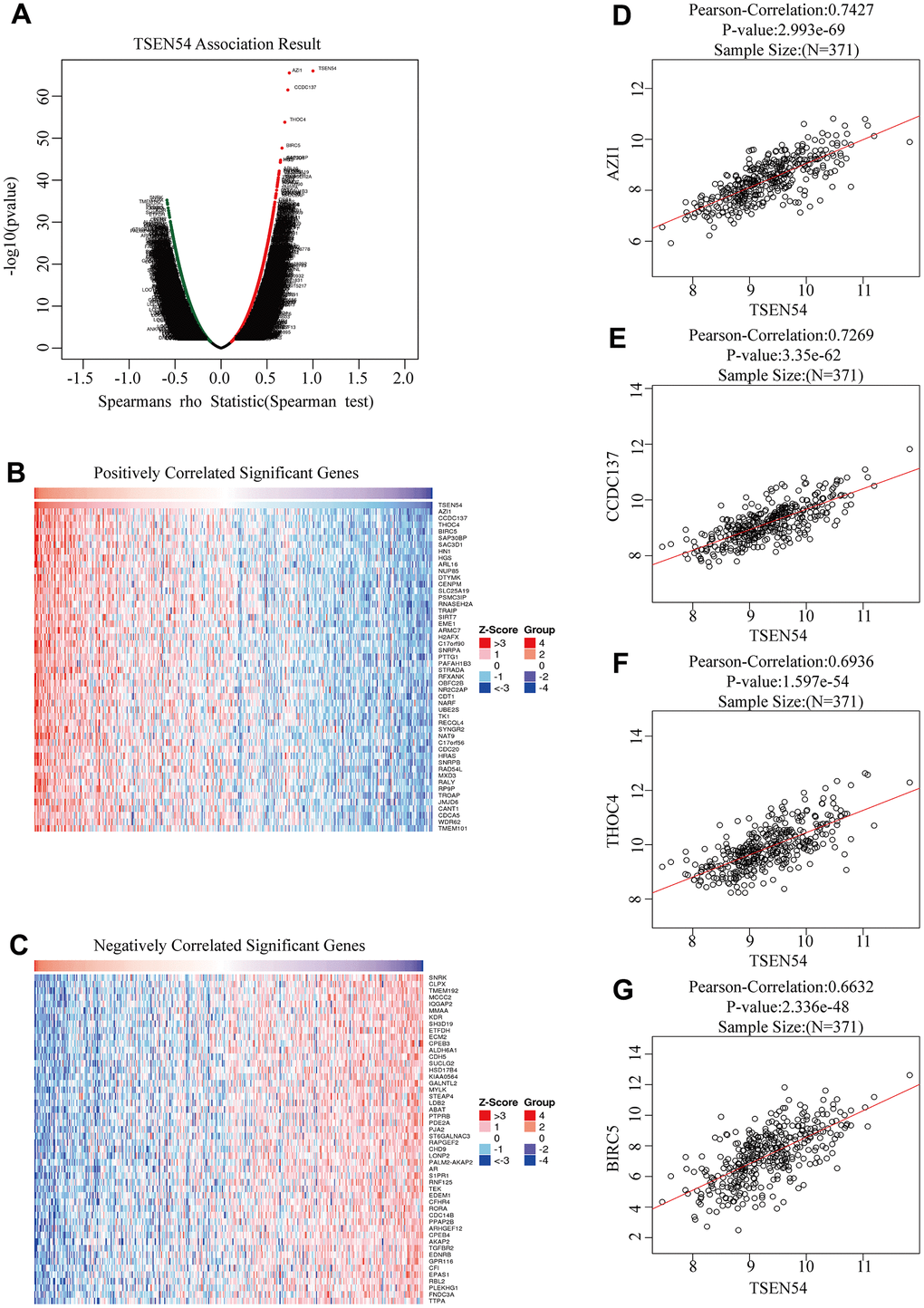 Co-expressed genes of TSEN54 in HCC (LinkedOmics). (A) The volcano map reveals the positive and negative co-expression genes of TSEN54 and roughly illustrates the correlation between them. Heatmaps show the first fifty genes most (B) positively and (C) negatively linked to TSEN54. (D–G) The scatter plots detail the link between TSEN54 and its hub genes. GO: Gene Ontology; KEGG: Kyoto Encyclopedia of Genes and Genomes.