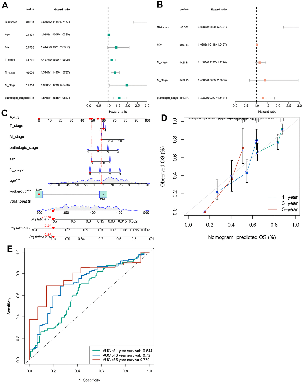 Construction of a nomogram. (A) The correlations between the risk score for OS and clinicopathological factors by univariate Cox regression analysis. (B) The correlations between the risk score for OS and clinicopathological factors by multivariate Cox regression analysis. (C) Details of the nomogram. (D) The calibration curve for predicting 1-, 3-, and 5-year OS. (E) Time-dependent ROC curve of risk score predicting the 1-, 3-, and 5-year OS in TCGA dataset.