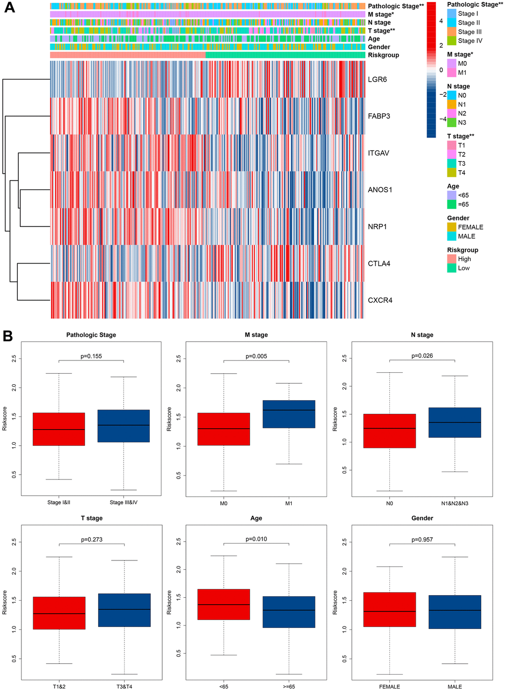 Correlation between signature and clinical characteristics. (A) Heatmap showed the differences of 7 CRIGs between high risk and low risk patients in clinical characteristics. (B) The risk score differences between I and II pathological stage and III and IV pathological stage, M0 stage and M1 stage, N0 stage and N1 and N2 and N3 stage, T 1 and 2 stage and T 3 and 4 stage, age under 65 and age over 65, male and female.